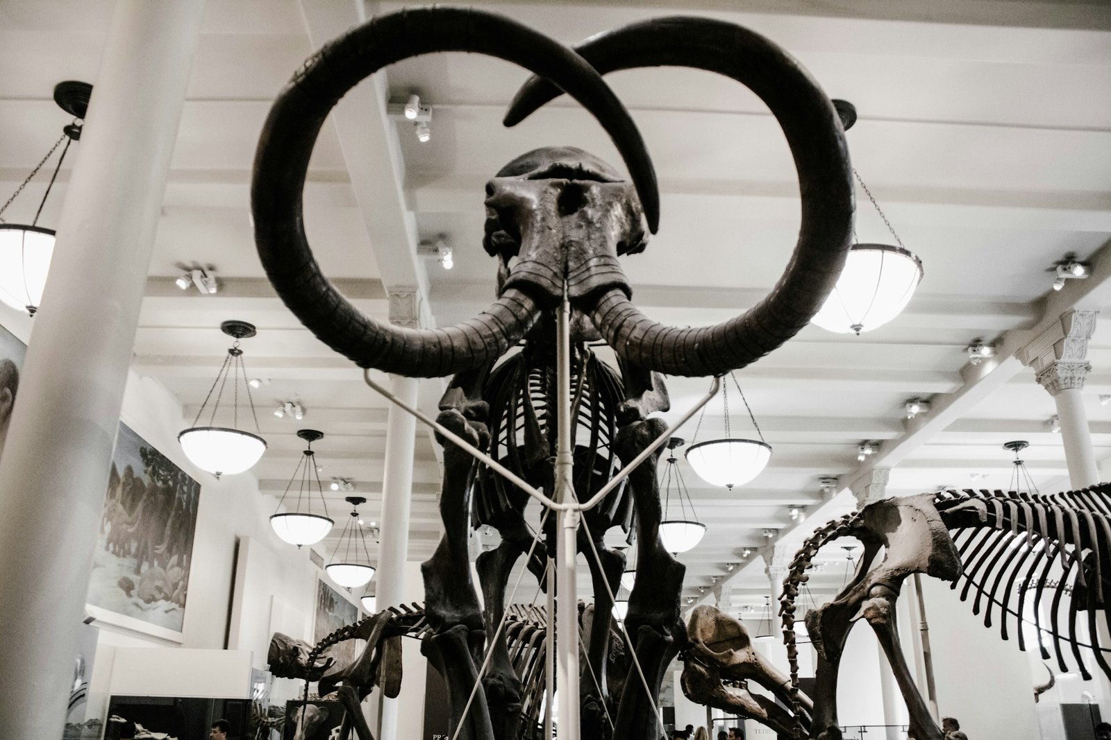 New York American Museum of Natural History